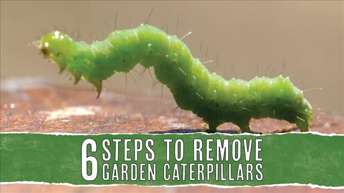 6 мер, которые необходимо принять, если в вашем саду завелись гусеницы