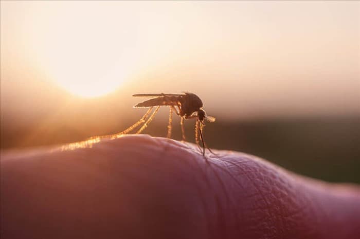 7 мест, куда комары улетают зимой (и когда они возвращаются)...