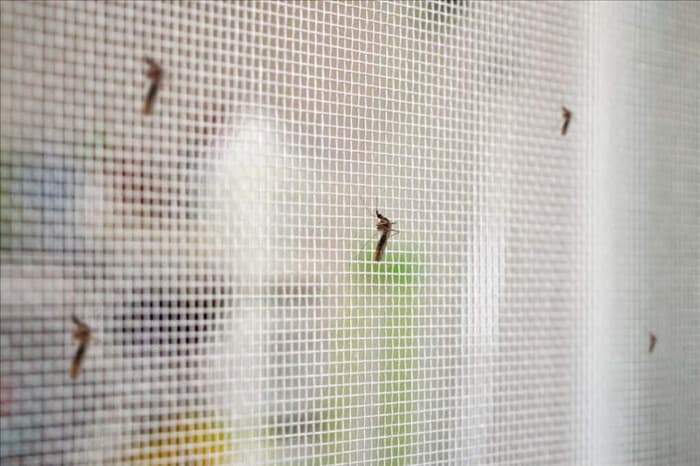 7 мест, куда комары улетают зимой (и когда они возвращаются)...