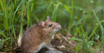 Вот где действительно водятся мыши и живут в течение дня