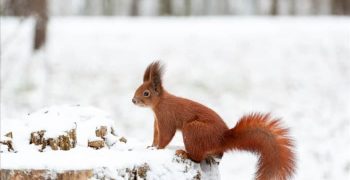 9 мест, где белки гнездятся зимой (и когда они появляются)