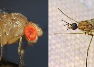 Фруктовые мухи против мошек: в чем разница?