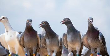 Вот куда на самом деле отправляются голуби и где они живут в течение дня