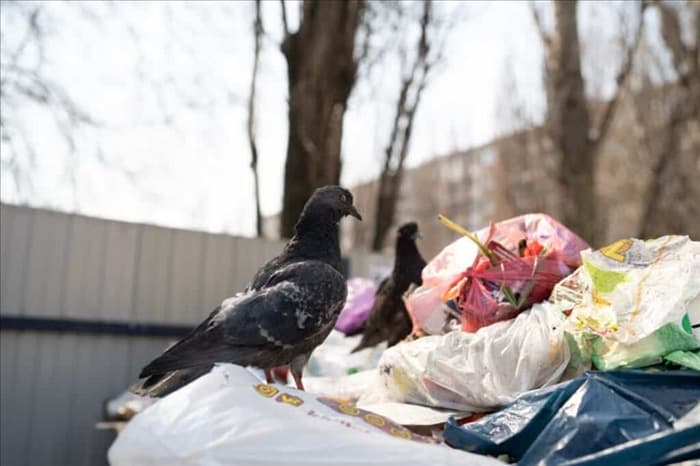 Вот куда на самом деле отправляются голуби и где они живут в дневное время