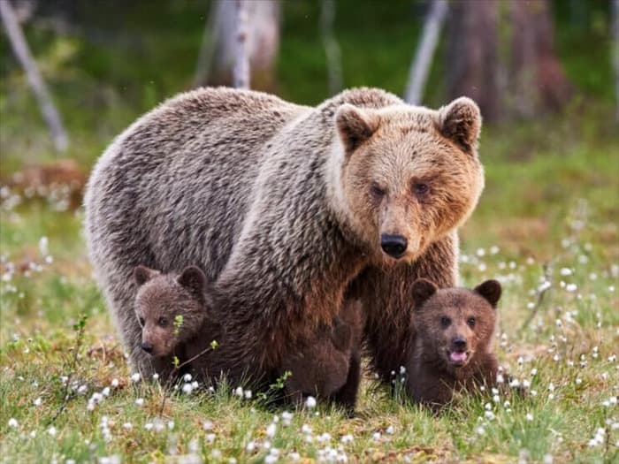 Боятся ли медведи свистков? Ну, это зависит от того.