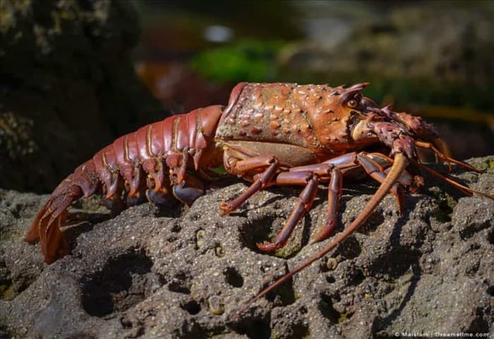 8 интересных сходств между скорпионами и саранчой | 8 интересных сходств между скорпионами и саранчой