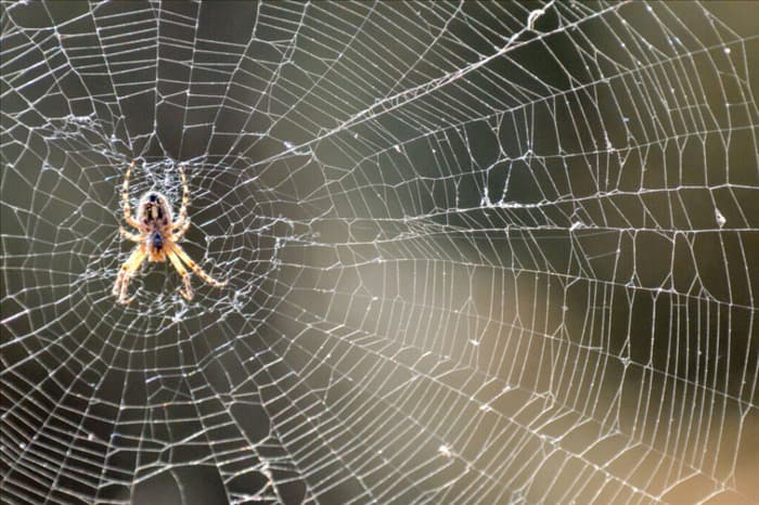 9 хищных животных, питающихся пауками: подробный обзор...