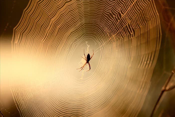 9 хищных животных, питающихся пауками: подробный обзор...