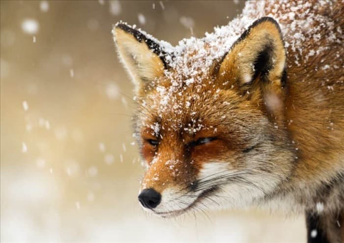 7 мест, куда лисы уходят зимой (и когда они возвращаются)
