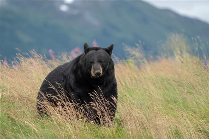 11 запахов, которые привлекают медведок (и как их отпугнуть)