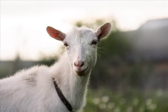 7 запахов, которые ненавидят козы (и как их использовать)