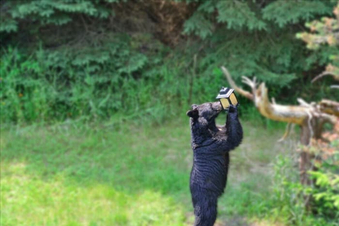 11 запахов, которые привлекают медведок (и как их отпугнуть)
