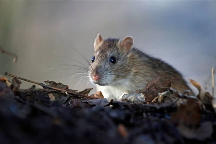 15 запахов, которые ненавидят крысы (и как их использовать)