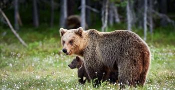 11 запахов, привлекающих медведей (и способы их отпугивания)