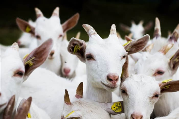 7 запахов, которые ненавидят козы (и как их использовать)