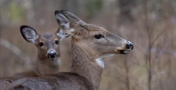 11 запахов, которые ненавидят олени (и как их использовать)