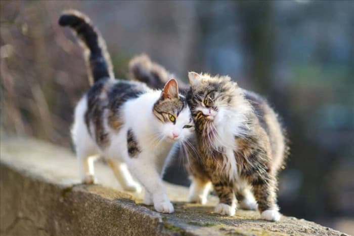 10 запахов, которые ненавидят кошки (и как их использовать)