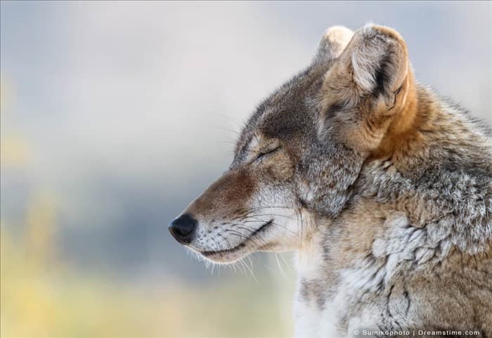 Топ-5 запахов, которые ненавидят койоты (и как их использовать)