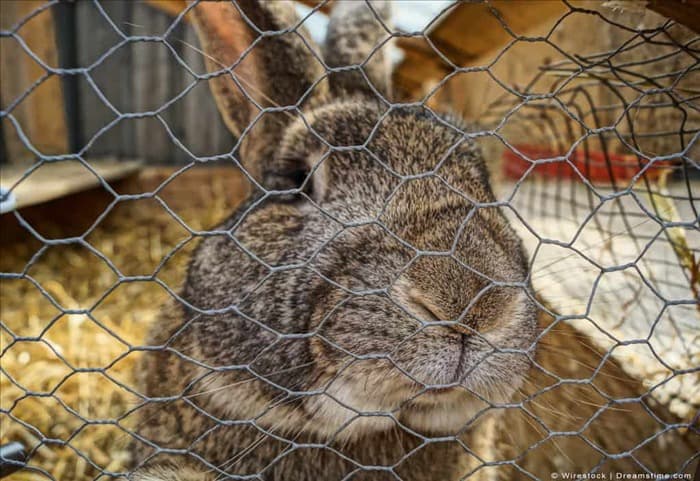 10 запахов, которые ненавидят кролики (и как их использовать)