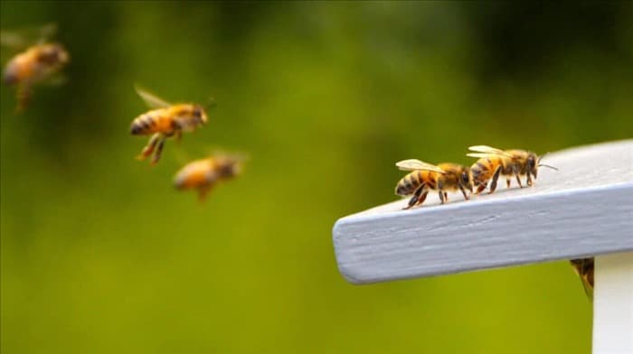 9 запахов, которые ненавидят пчелы (и как их использовать)