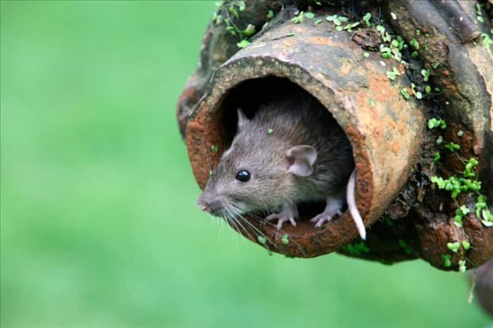 15 запахов, которые ненавидят крысы (и как их использовать)