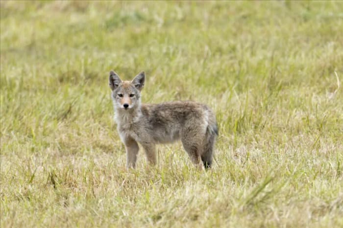 51 удивительный факт о койоте (и то, чего вы не знали)