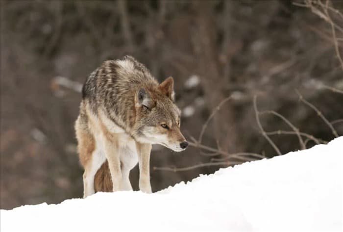 51 удивительный факт о койоте (и то, чего вы не знали)