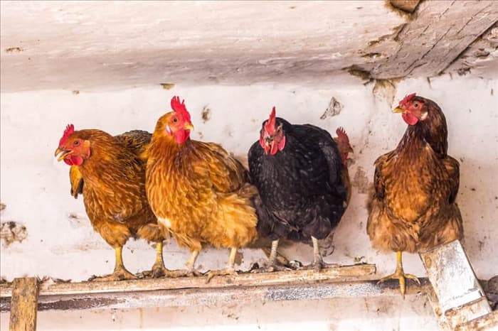30 удивительных фактов о цыплятах (и то, чего вы не знали)