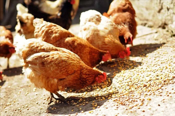 30 удивительных фактов о цыплятах (и то, чего вы не знали)
