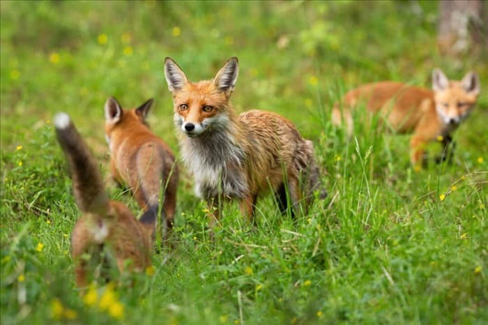 7 звуков и шумов, которые издают лисы (как их определить)