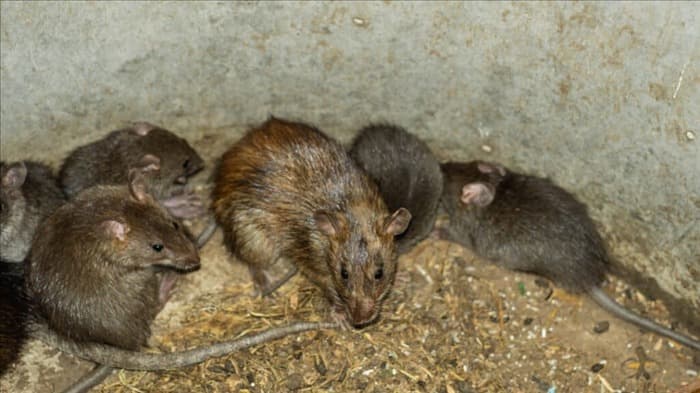 5 звуков и шумов, издаваемых крысами (как их определить)