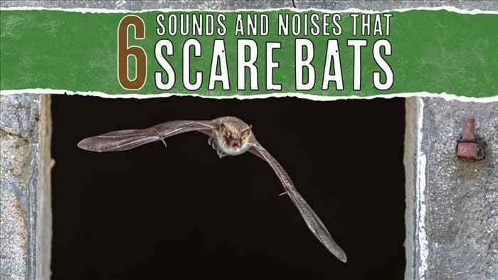 6 звуков и шумов, которые отпугивают летучих мышей