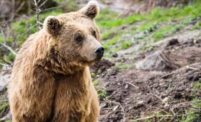 3 причины, по которым медведи боятся собак (но не всегда)
