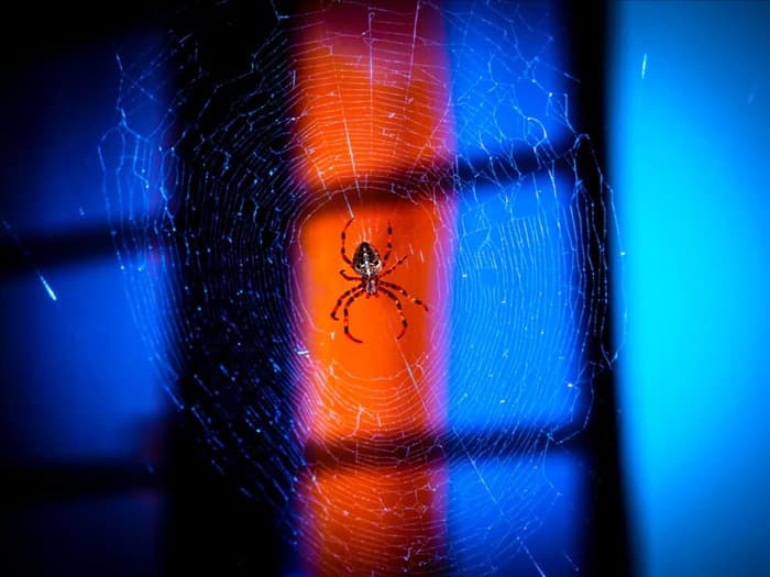 Почему пауки ненавидят синий цвет (Руководство по отпугиванию пауков)
