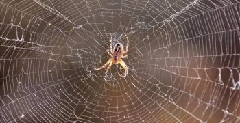7 причин, по которым пауки вас не запомнят (или отомстят)