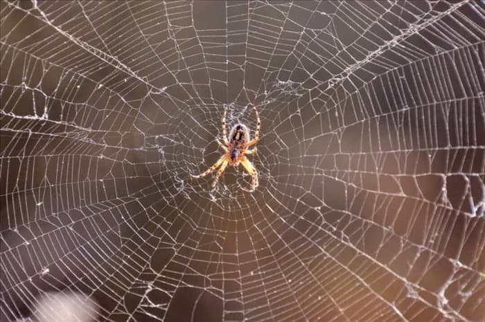 7 причин, по которым пауки не запоминают вас (или мстят)