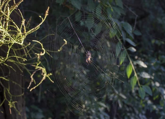 7 причин, по которым пауки не запоминают вас (или мстят)