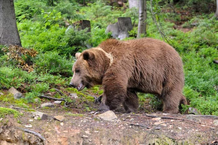 3 причины, по которым медведи боятся собак (но не всегда)