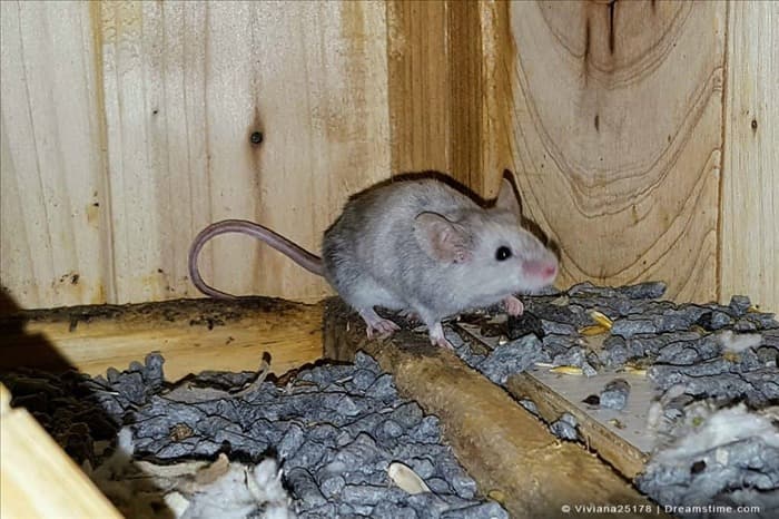 Могут ли мыши и крысы прогрызть сетку из нержавеющей стали?