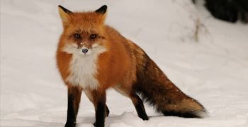 8 звуков лисы, шумы лисы и их значения | Информация и факты
