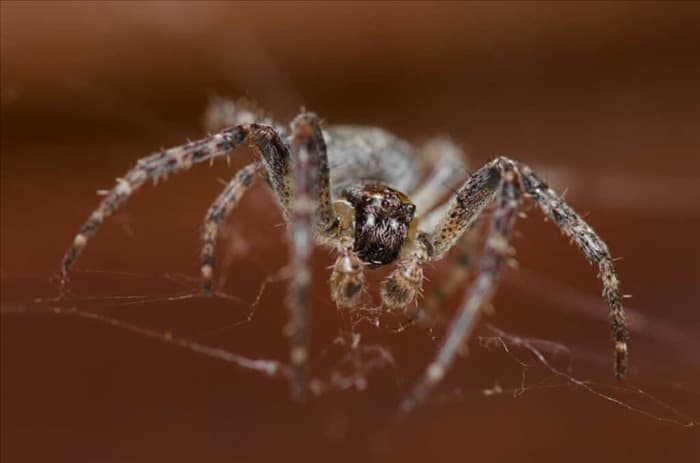7 вещей, которые приводят пауков в дом (и как их исправить)