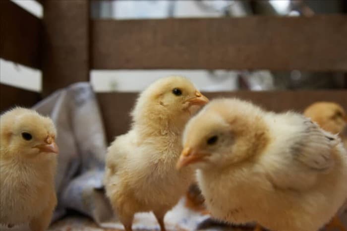 8 вещей, которые легко пугают цыплят (и как их избежать)