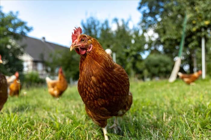 8 вещей, которые легко пугают цыплят (и как их избежать)