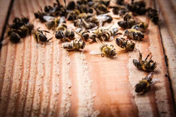 8 вещей, которые привлекают ковровых жуков в ваш дом
