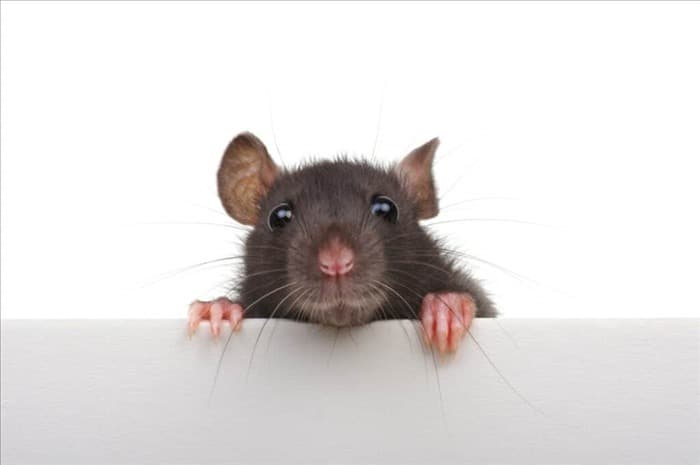 Уксус: почему он отпугивает крыс и как его использовать