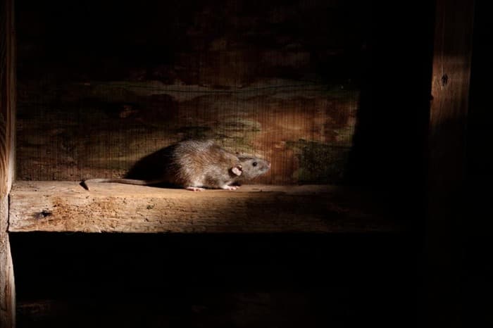 Цитронелла - эффективное средство для отпугивания крыс: вот почему