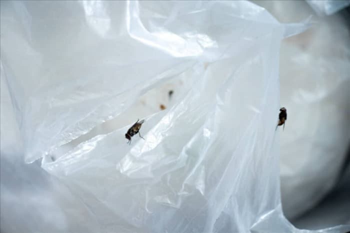 Лаванда: почему она отпугивает мух и как ее использовать