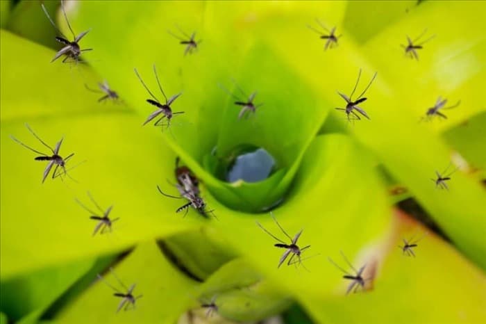 Лаванда: почему она отпугивает комаров и как ее использовать