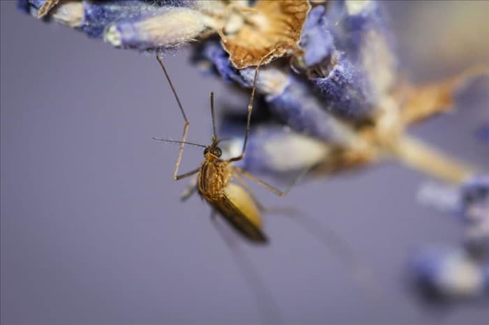 Лаванда: почему она отпугивает комаров и как ее использовать