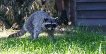 Вот куда на самом деле ходят еноты и где они живут в течение дня